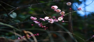 研讨｜成都道乐的审美文化视角 