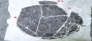 3200年前古蜀人就刻出了“龙凤呈祥”  